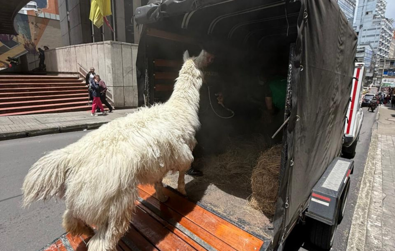 foto de una llama siendo subida a un camion